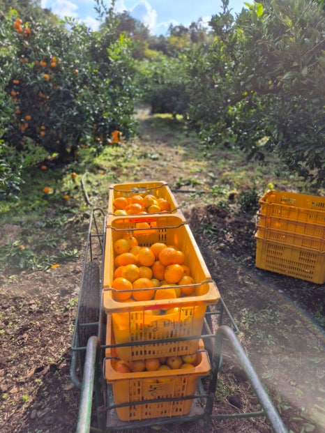 🍊제주도 귤따기 알바 처음 초보 후기 일당 제주 감귤 수확 1일 체험 당근 마켓 인력사무소